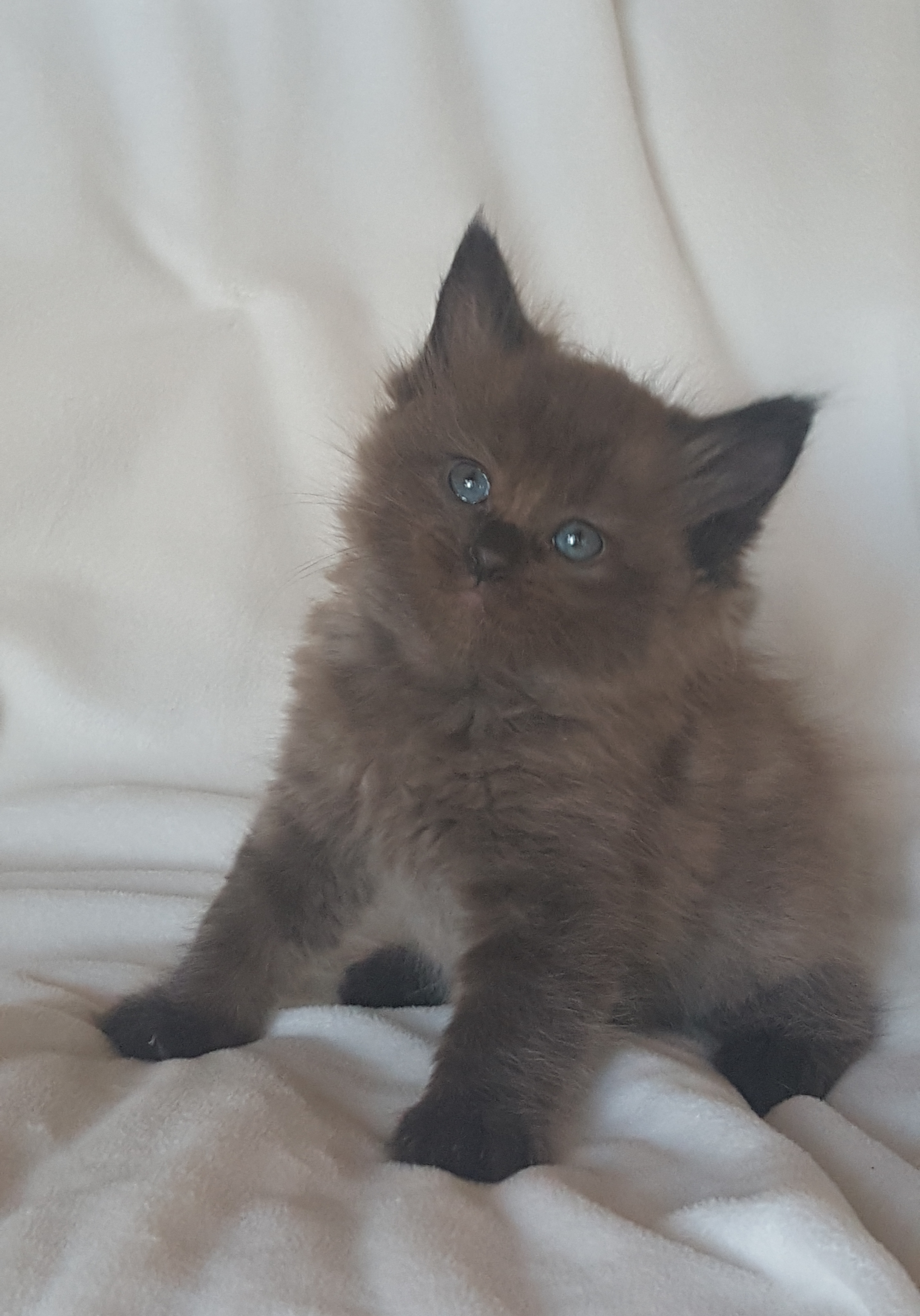 Available Ragdoll Kittens Amorpurrfectragdolls