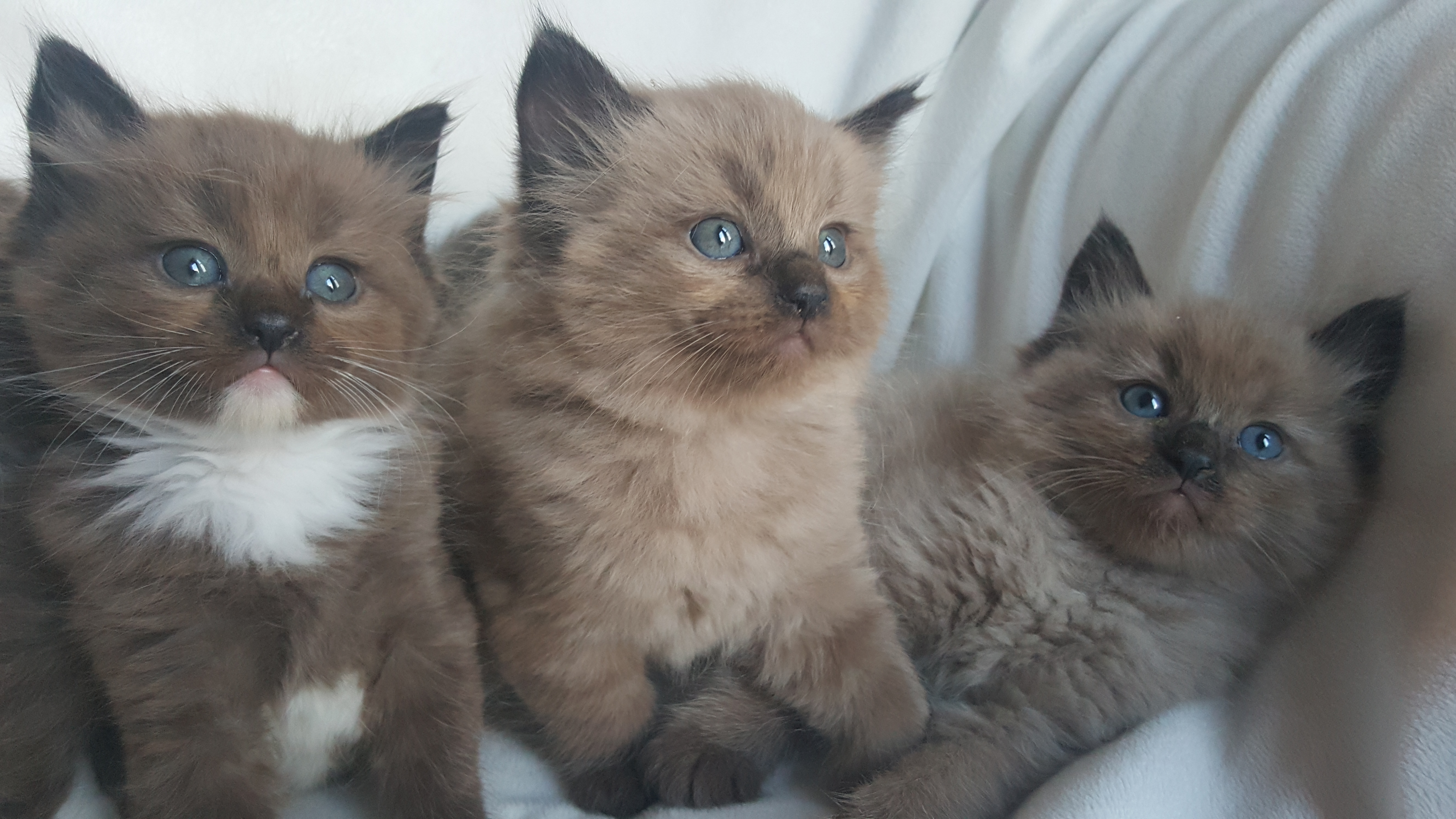 Available Ragdoll Kittens - AmorPurrfectRagdolls