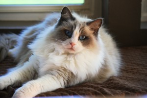 Ragdolls - Kittens for Sale | Seattle / Tacoma WA