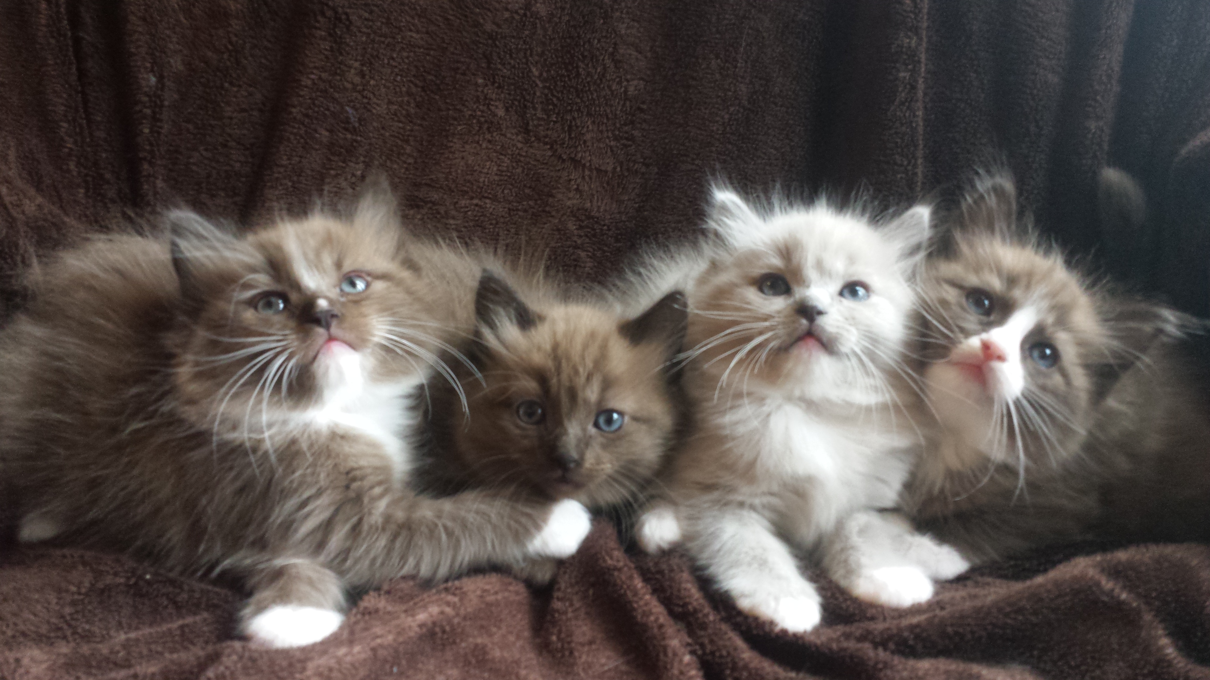 Available Ragdoll Kittens Amorpurrfectragdolls