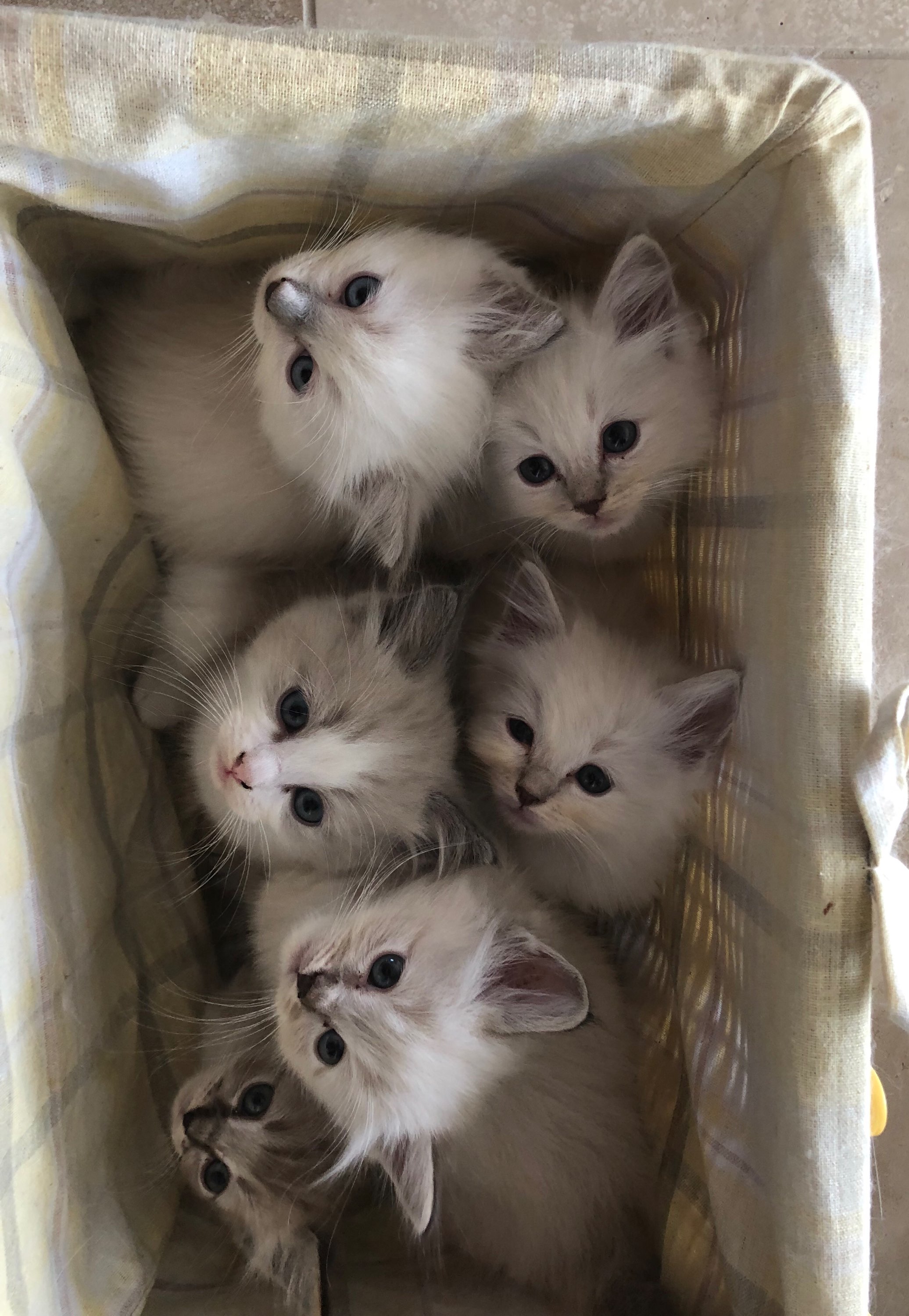 Cashmere's kittens - AmorPurrfectRagdolls