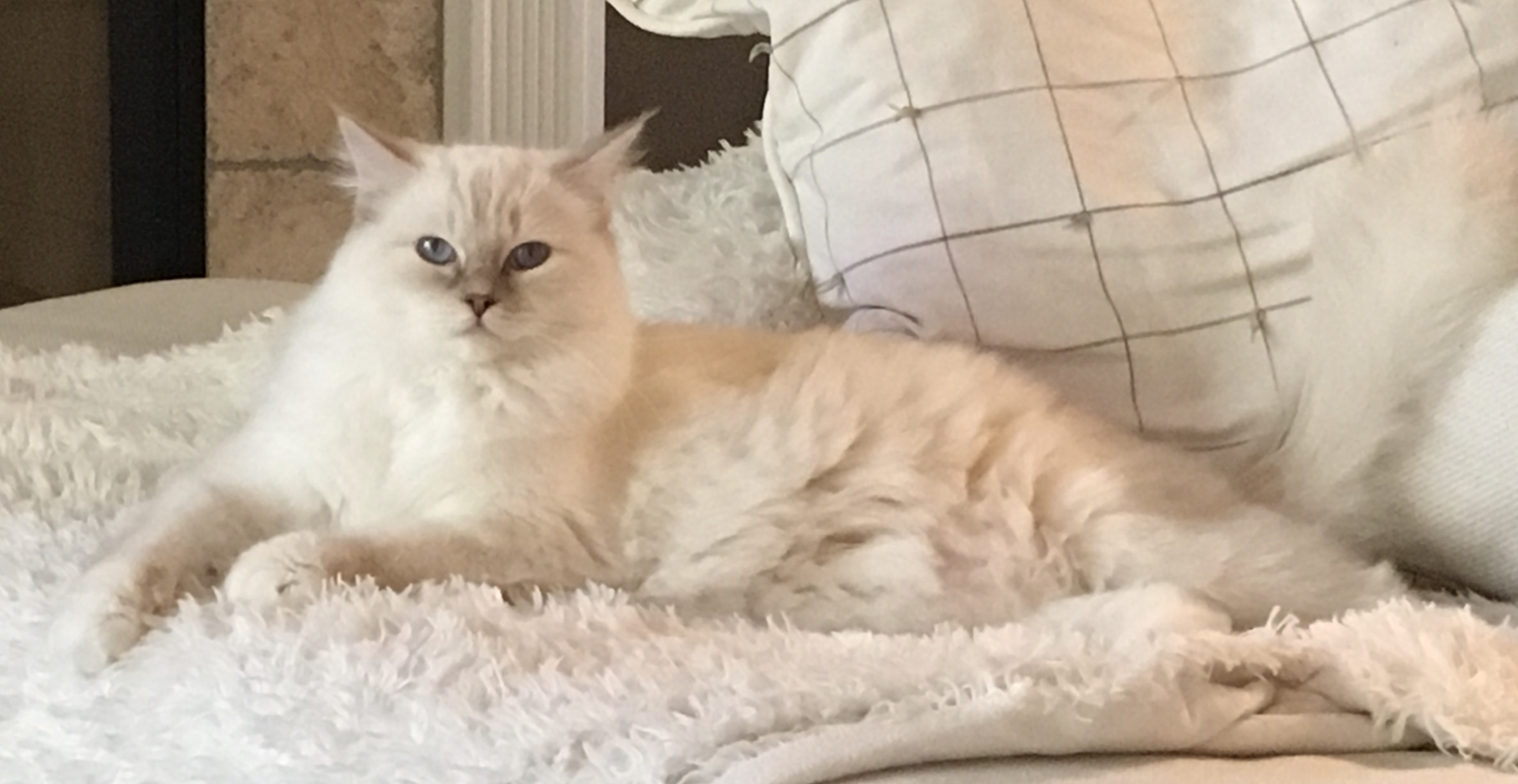 cashmere ragdolls