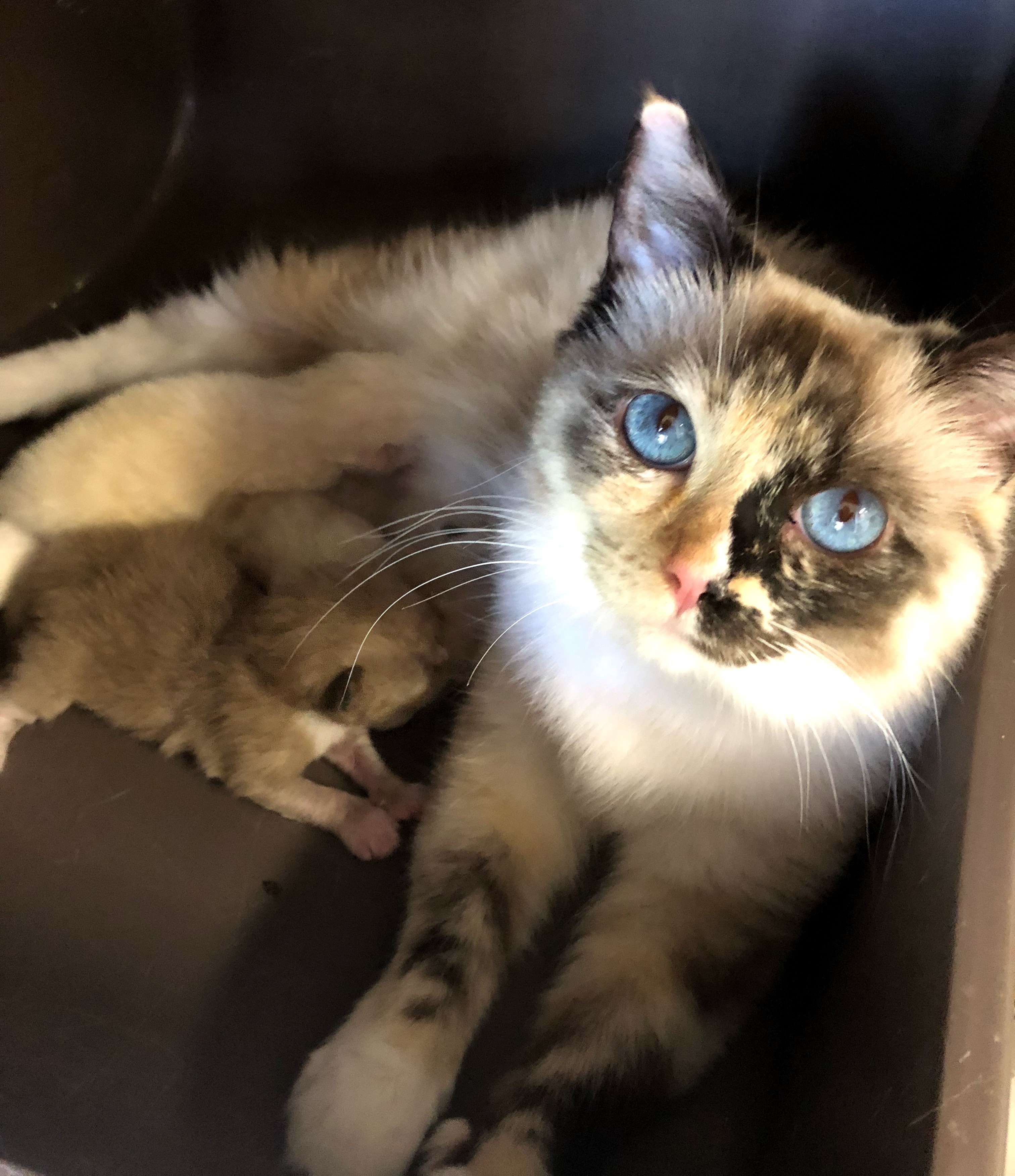 ragdoll seal tortie