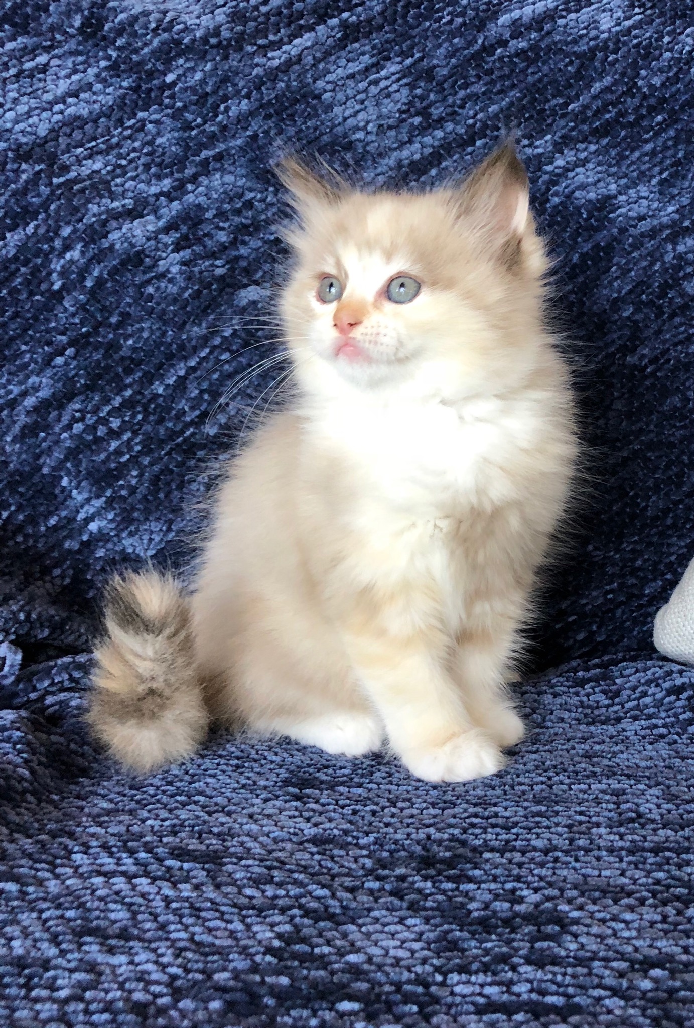 seal bicolor ragdoll for sale